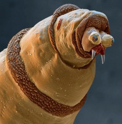 Electron microscope image of a maggot.