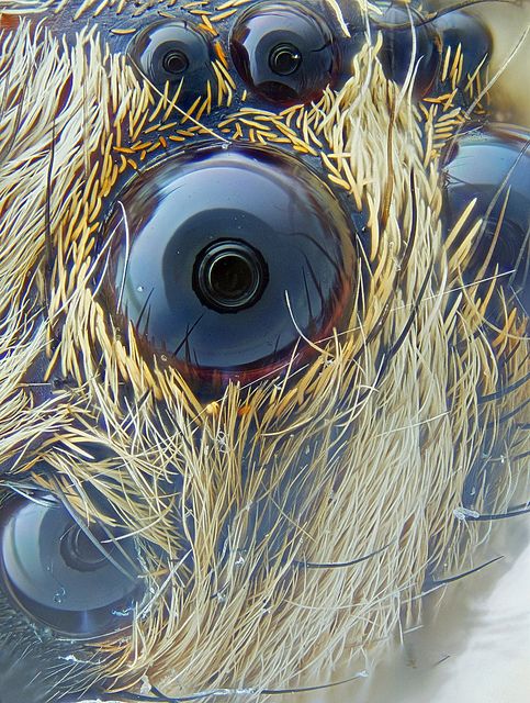 Focus stacked spider eye, taken with objective microscope.