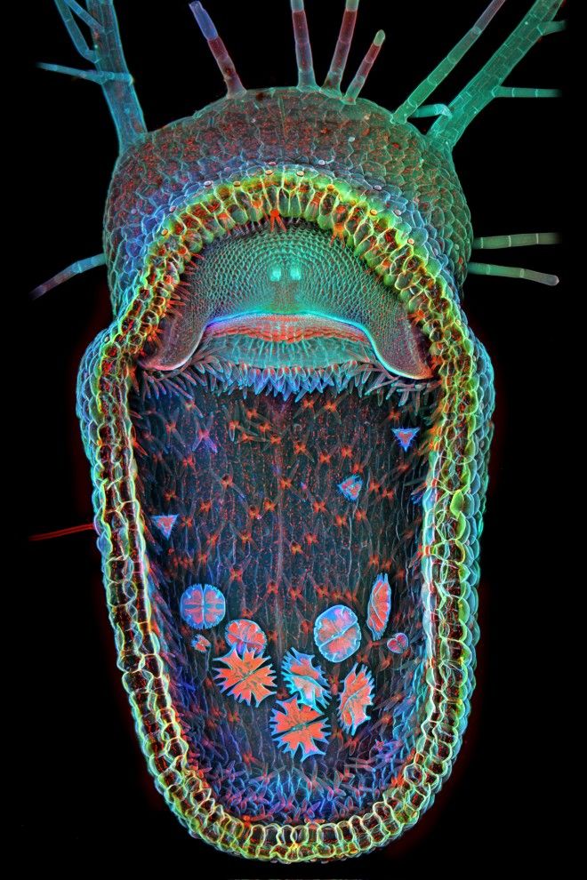 This amazing microscope image of a carnivorous bladderwort is this year's winner of the Olympus BioScapes digital imaging competition