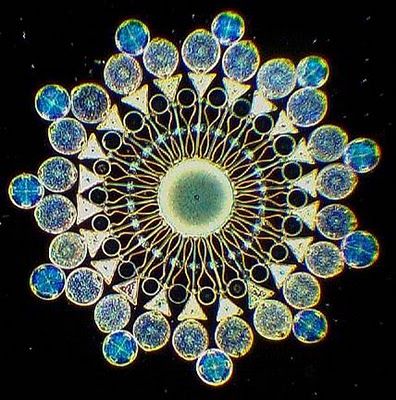 Nature's fractal symmetry, Diatom (Algae)