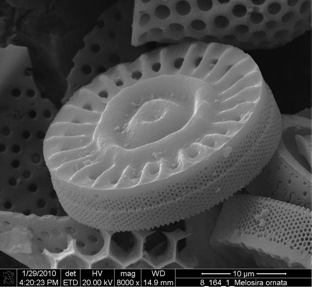 diatom : melosira ornata