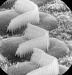 Scanning Electron Microscopy- Cochlear hair cells :)