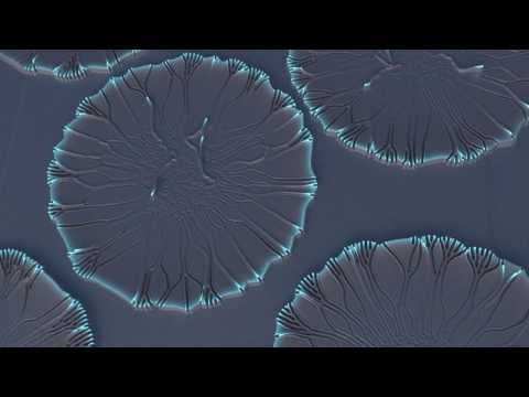 High Resolution Reaction-Diffusion Displacement. By Dan Wills