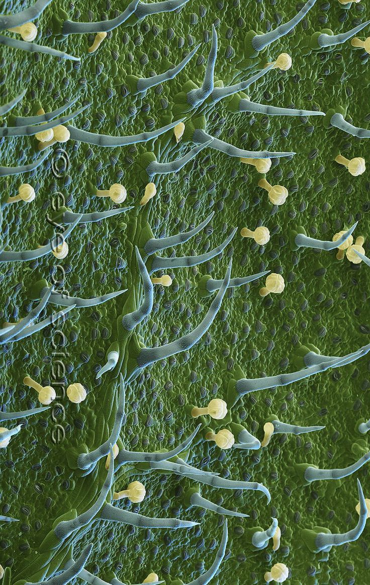 Potato!!! The underside of a potato leaf (Solanum tuberosum) is covered with fine hairs (bluish) and glandular cells (yellow), in between the stomata are visible.  Scanning Electron Microscope, 90:1 (at 15x8cm)