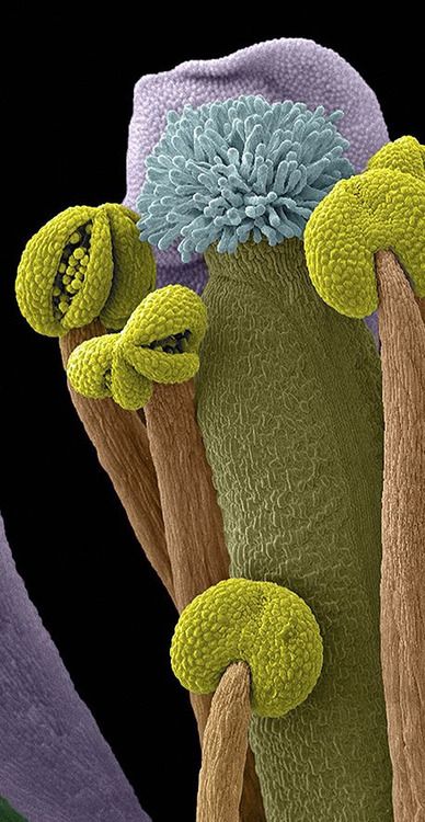 Scanning electron micrograph of part of a thale cress flower, showing the male and female reproductive organs. The female part of the flower, the pistil (the blue feathery structure on an olive green stalk), is at the centre of the image and contains egg cells (ovules) housed in an ovary. It is surrounded by the male parts, the stamens, which have their anthers coloured light green and their filaments brown. Photography by Stefan Eberhard