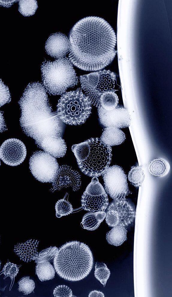 Glassy Radiolarian Beauty The shells of radiolarians rank among some of the treasures of the ocean, with their intricate, gorgeous geometry. The shells are made of silica, which protects the single-celled animals as they drift as zooplankton in the ocean. This image, taken at 120x zoom, was an honorable mention in the 2012 Nikon Small World photomicrography competition.