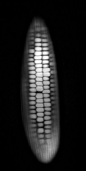 MRI Scans of Produce are Completely Amazing | I Fucking Love Science