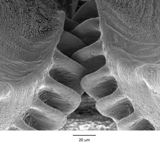 The First Gear Discovered in Nature by William Herkewitz, popular mechanics: The issus nymph, a tiny planthopper (less than 0.1" long), notable for its ability to jump up to 8mph has been shown to have biological gears which lock the legs together, synchronizing their movements...Photo credit: Malcolm Burrows #Insects #Biomechanics #Issus