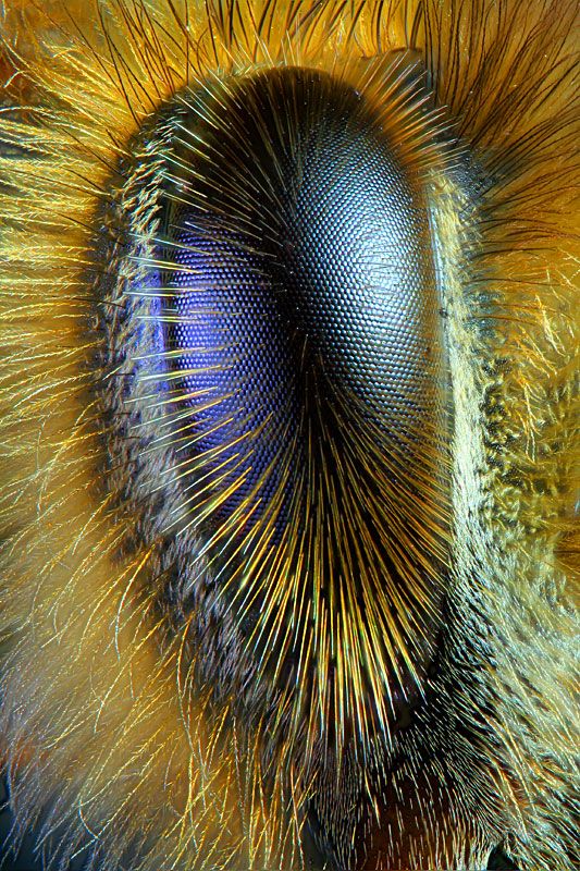 Eye of a honeybee