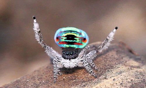 Peacock Spider (Maratus volans) by Bio-Morphosis via giphy: 'The brilliant coloring is not just for decoration but also to attract females. The peacock spider has earned its name when he courts with his mate through dancing. Like a peacock, he raises his two magnificently coloured flaps and dances for the female.' http://biomorphosis.tumblr.com/post/71779085295/maratus-volans-better-known-as-the-peacock #Peacock_Spider