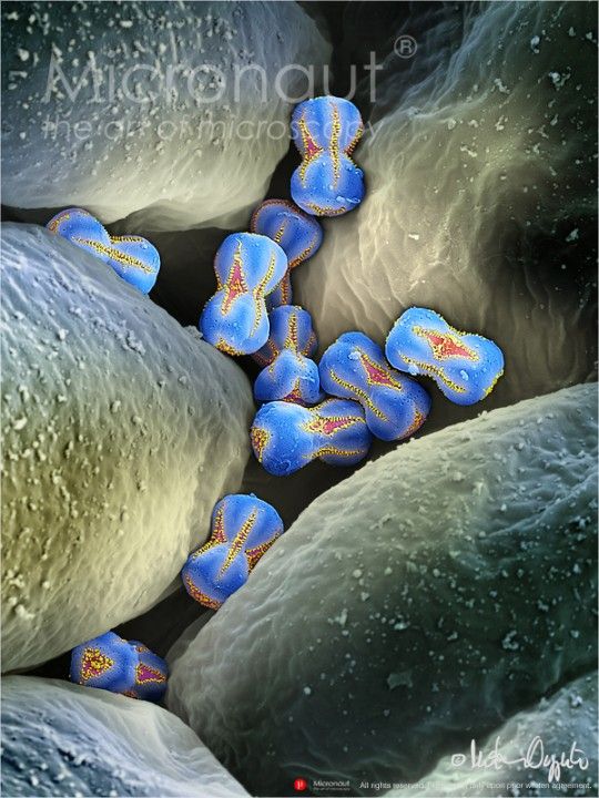 This is part of a gorgeous gallery of microscopic pollen images. "This image shows Forget-me-not (Myosotis sylvatica) pollen grains emerging from an anther. These represent the smallest pollen worldwide."