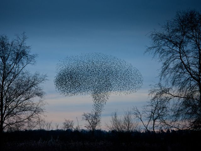 A mushroom-shaped cloud of birds over Shapwick Heath, Somerset, England, February 2011 More starlings....