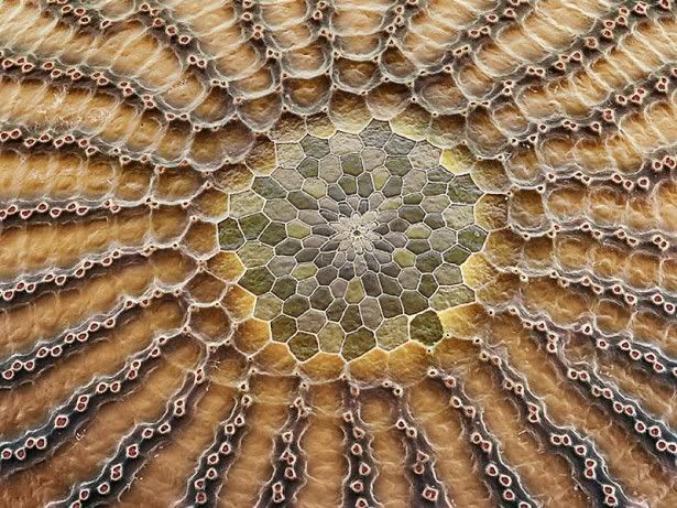 Microscopic view of insect eggs