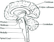 A diagram of the human brain

Description automatically generated with low confidence