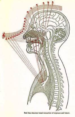 May be an image of ‎text that says '‎راS Red line denotes voeal sensation of soprano and tenor.‎'‎