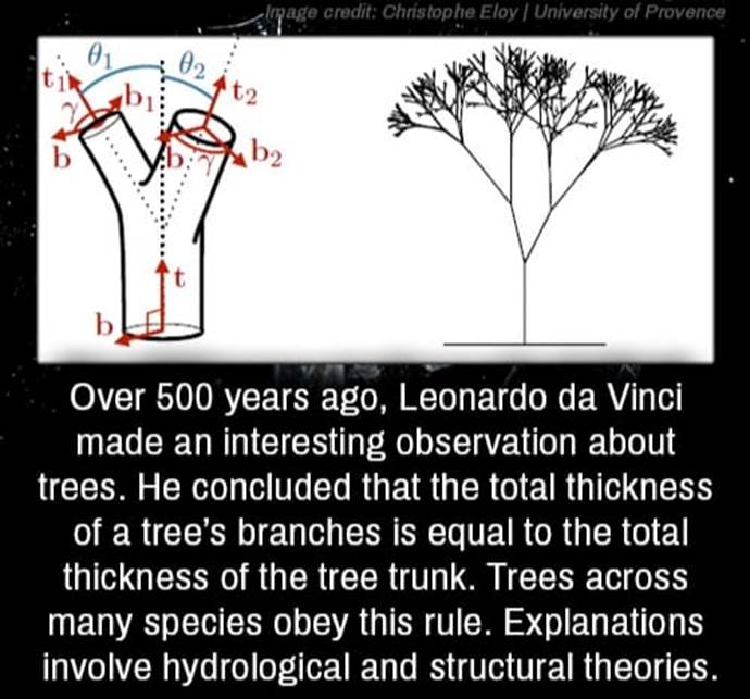 May be an image of text that says 'θι ፀ2 t2 Over 500 years ago, Leonardo da Vinci made an interesting observation about trees. He concluded that the total thickness of a tree's branches is equal to the total thickness of the tree trunk. Trees across many species obey this rule. Explanations involve hydrological and structural theories.'