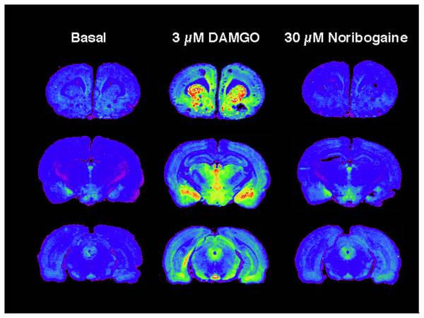 Effect of Iboga Alkaloids on -Opioid Receptor-Coupled G Protein Activation  | PLOS ONE