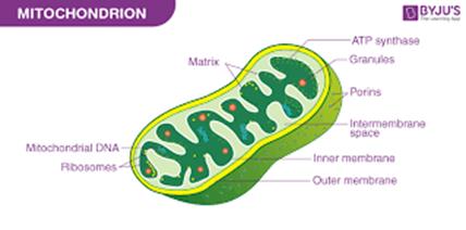 Diagram

Description automatically generated