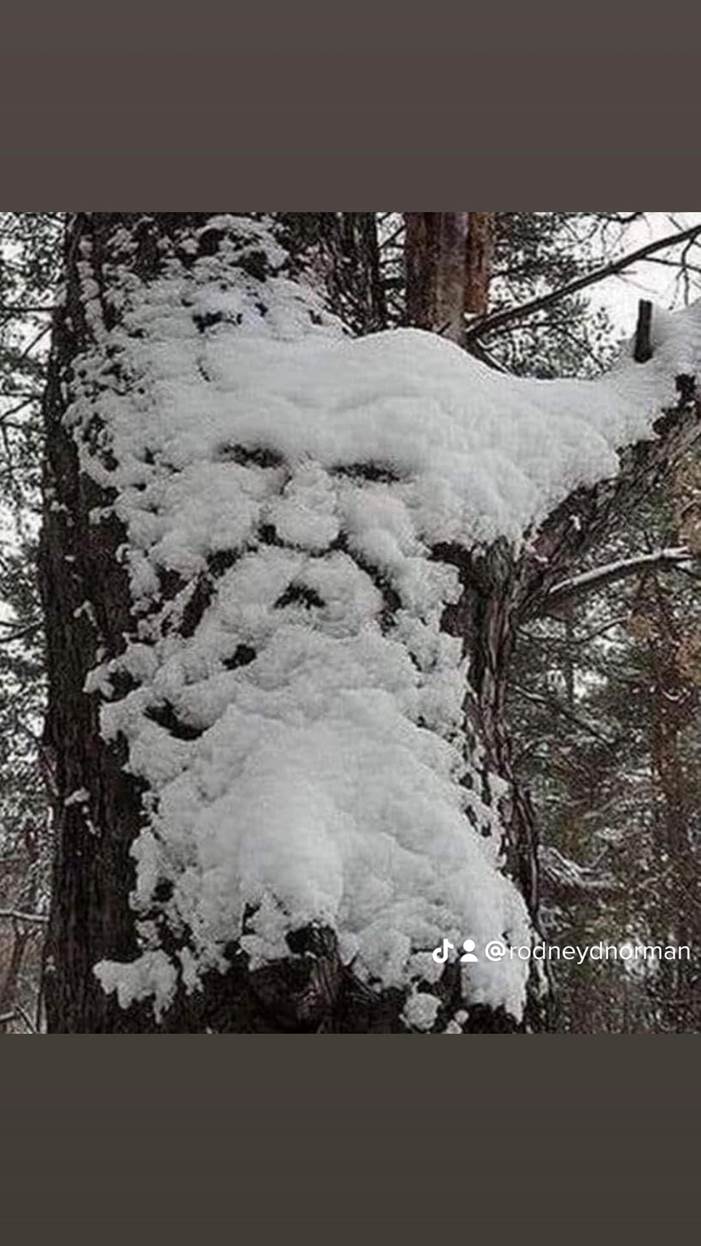 May be an image of snow, tree and nature