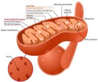 Parts of a Mitochondria Diagram | Ribosomes & Function of Mitochondrial  Matrix - Video & Lesson Transcript | Study.com