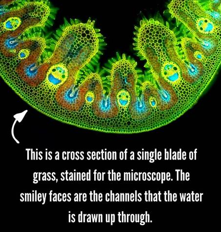 May be an image of text that says 'ዎሌምምም Color.s This is a cross section of a single blade of grass, stained for the the microscope. The smiley faces are the channels that the water is drawn up through.'