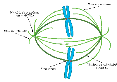 https://upload.wikimedia.org/wikipedia/commons/thumb/d/dc/Spindle_apparatus.svg/400px-Spindle_apparatus.svg.png