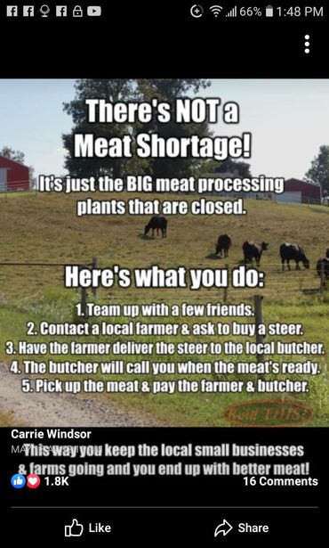 Image may contain: outdoor and nature, text that says 'f f 66% 1:48 PM There's NOTa Meat Shortage! It's just the BIG meat processing plants that are closed. Here's what you do: 1. Team up with a few friends. 2. Contact a local farmer & ask to buy a steer. 3. Have the farmer deliver the steer to the local butcher. 4. The butcher will call you when the meat's ready. 5.Pick up the meat & pay the farmer & butcher. Carrie Windsor MAThisway.you keep the local small businesses farms going and you end up with better meat! 1.8K 16 Comments Like Share'