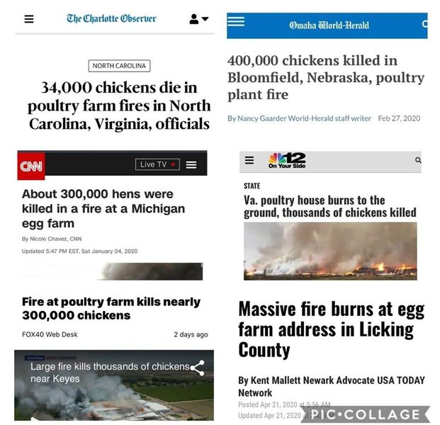 Image may contain: text that says 'TheCharlotteObseruer Omaha elorld Herald NORTHCAROLINA 34,000 chickens die in poultry farm fires North Carolina, officials 400,000 chickens killed in Bloomfield, Nebraska, poultry plant fire ByNancy Gaarder CNN L Feb27,2020 About 300,000 killed egg farm CNN Updated5.47PMEST.Sat.January04,202 Michigan STATE poultry house burns the ground, thousands chickens killed poultry farm 300,000 chickens FOX40 WebDesk nearly 2daysago kills thousands Keyes Massive fire burns at egg farm address in Licking County chickens By Mallett Newark Advocate Network TODAY UpdatedAp PIC.COLLAGE'