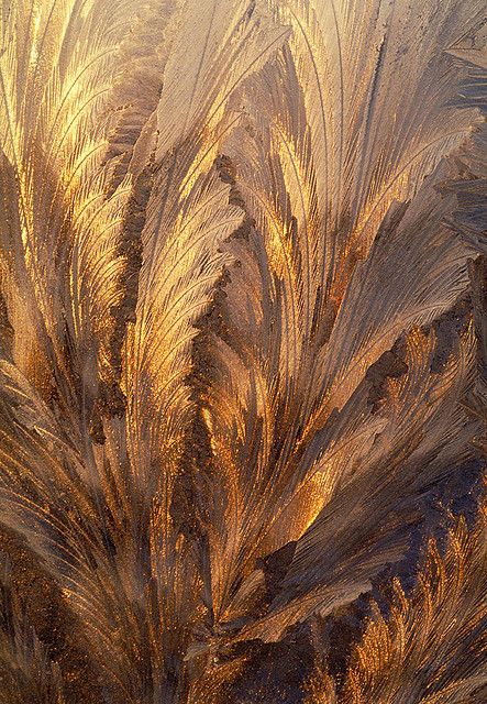 Frost on Window  - looks like frozen foliage.